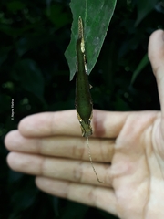Archaeoprepona demophoon gulina