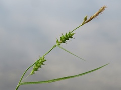 Carex punctata