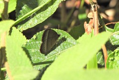 Capronnieria galesus