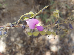 Desmodium cinerascens