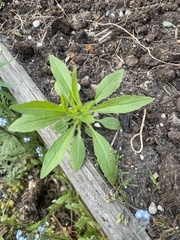 Erigeron canadensis