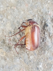 Phyllophaga crassissima