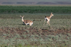 Gazella subgutturosa