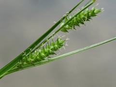 Carex punctata