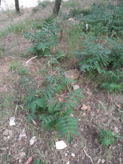 Ailanthus altissima