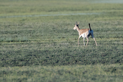 Gazella subgutturosa