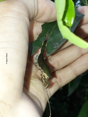 Archaeoprepona demophoon gulina