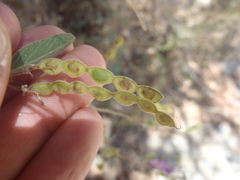 Desmodium cinerascens