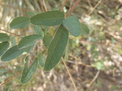 Desmodium cinerascens