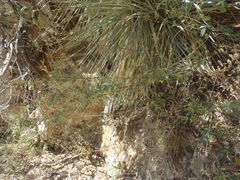 Desmodium cinerascens