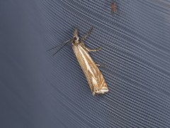 Crambus lathoniellus