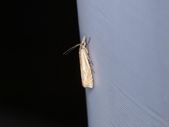 Crambus lathoniellus