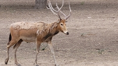 Cervini