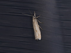 Crambus lathoniellus