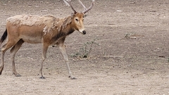 Cervini