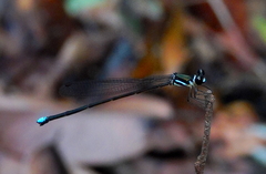 Platysticta serendibica