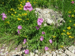 Linum viscosum