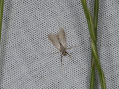 Acentria ephemerella