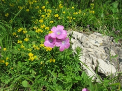 Linum viscosum