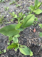 Bupleurum rotundifolium