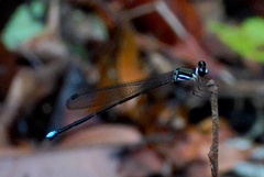 Platysticta serendibica