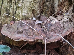 Ganoderma applanatum