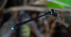 Platysticta serendibica