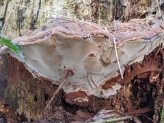 Ganoderma applanatum