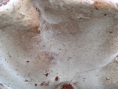 Ganoderma applanatum