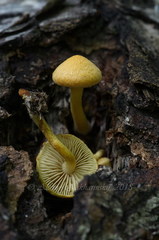 Pleuroflammula tuberculosa