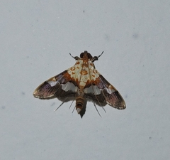 Aetholix flavibasalis