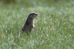 Spermophilus relictus