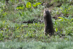 Spermophilus relictus