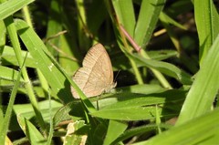 Capronnieria galesus