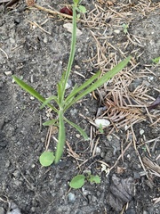 Erigeron canadensis