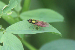 Chloromyia formosa