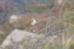 Passer motitensis