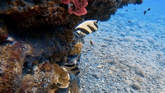 Chaetodon argentatus