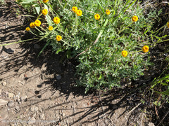 Arnica discoidea