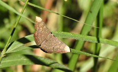 Emesis fastidiosa