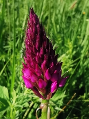 Anacamptis pyramidalis
