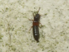 Anotylus insecatus