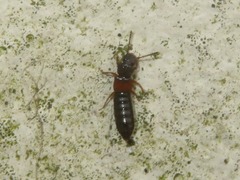 Anotylus insecatus