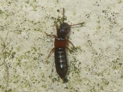 Anotylus insecatus