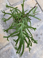 Pteris multifida