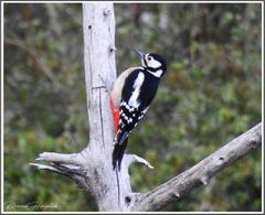 Dendrocopos major numidus