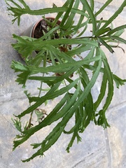 Pteris multifida