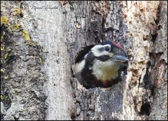 Dendrocopos major numidus