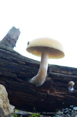 Pholiota lenta