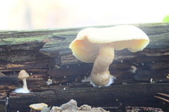 Pholiota lenta